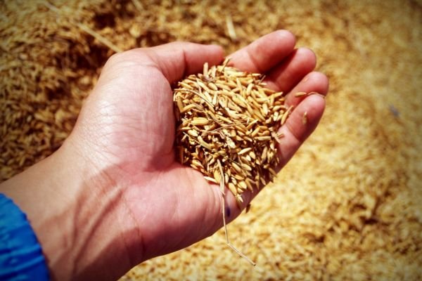 Rice Husk Briquette as Biofuel